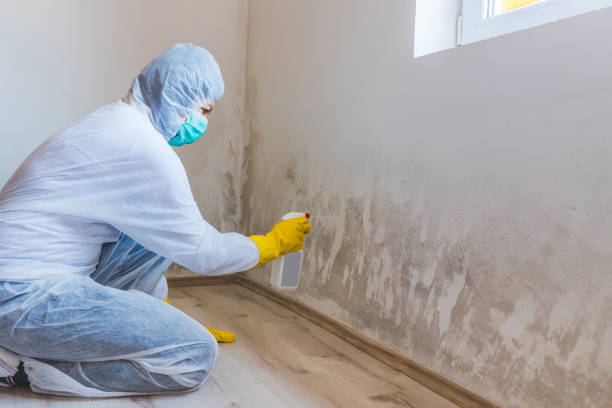 Licensed Mold Inspection service in Annandale, MN - WQB Mold Removal