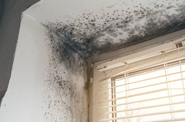 Affordable Mold Inspection solutions in Annandale, MN