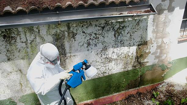 Top rated local Mold Inspection specialists in Annandale, MN